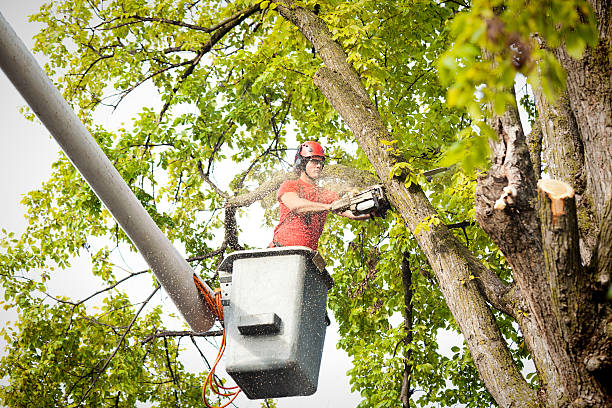 How Our Tree Care Process Works  in  Honey Grove, TX