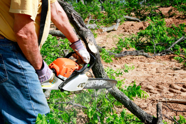 Professional Tree Care Services in Honey Grove, TX